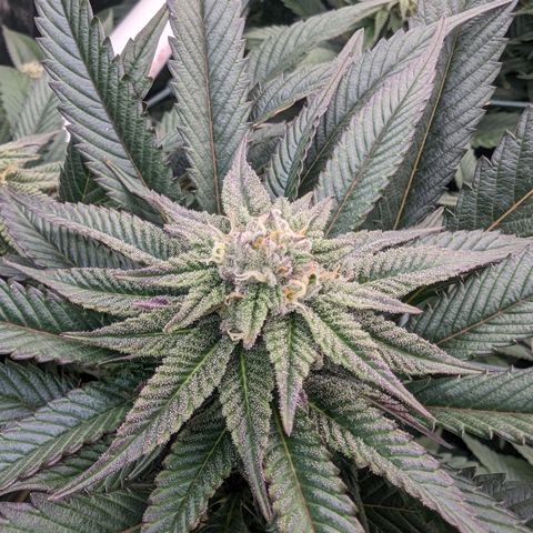 Mimosa Evo growlog photo: Day 30 Flower