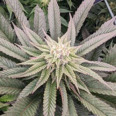 Mimosa Evo growlog photo: Day 29 Flower