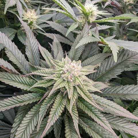 Mimosa Evo growlog photo: Day 29 Flower