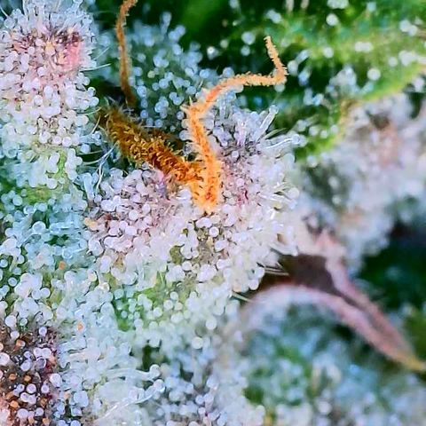 Mimosa Evo growlog photo: Day 33 Week 5 of Flower