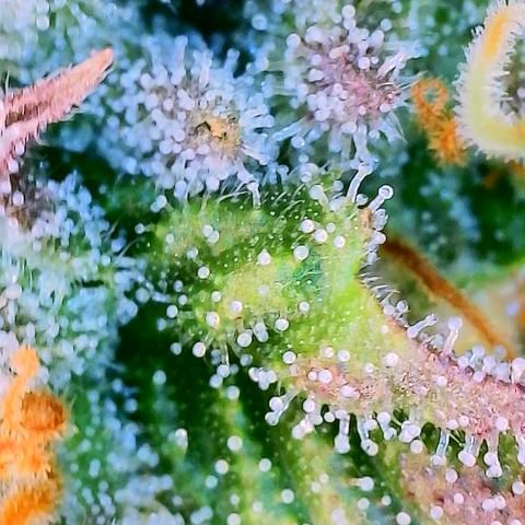 Mimosa Evo growlog photo: Day 33 Week 5 of Flower