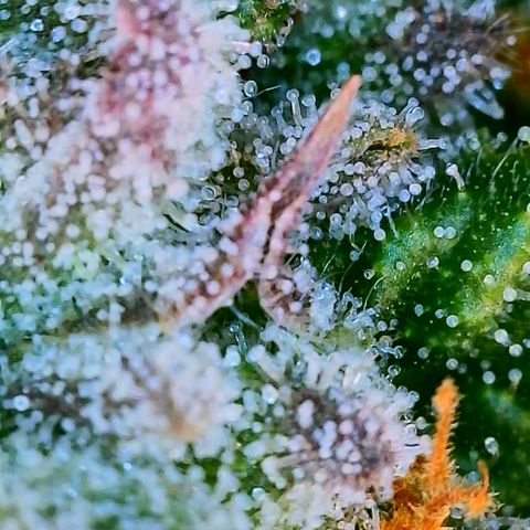 Mimosa Evo growlog photo: Day 33 Week 5 of Flower