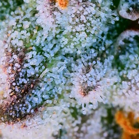 Mimosa Evo growlog photo: Day 33 Week 5 of Flower