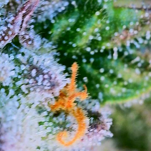 Mimosa Evo growlog photo: Day 33 Week 5 of Flower