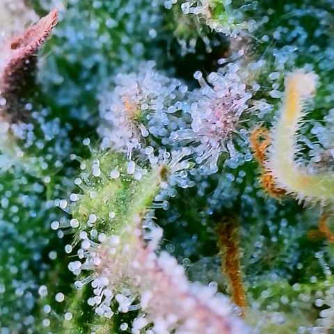 Mimosa Evo growlog photo: Day 33 Week 5 of Flower