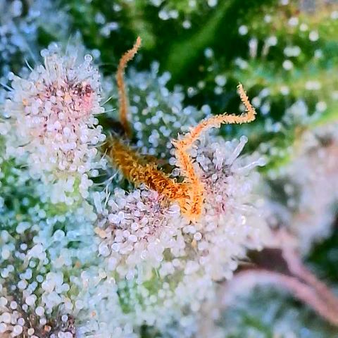 Mimosa Evo growlog photo: Day 33 Week 5 of Flower
