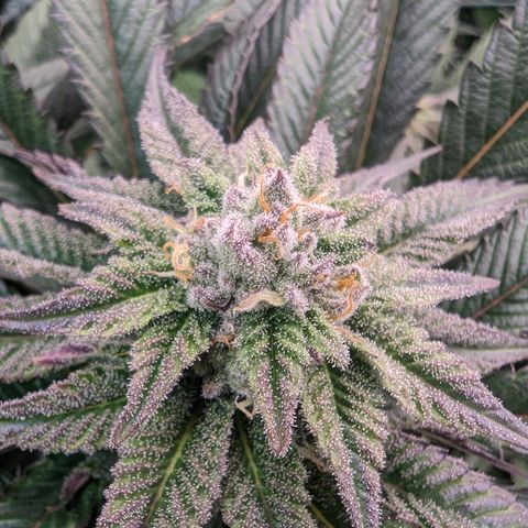Mimosa Evo growlog photo: Day 32 Flower