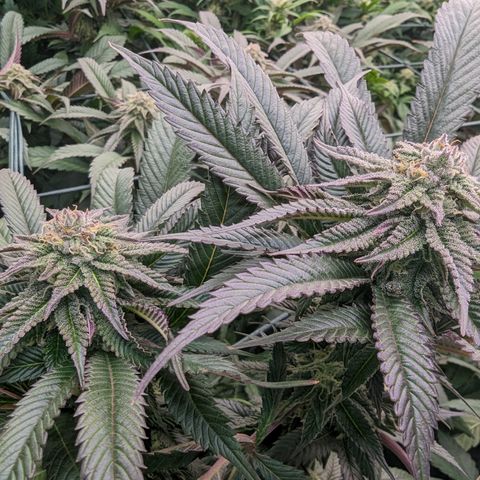 Mimosa Evo growlog photo: Day 32 Flower