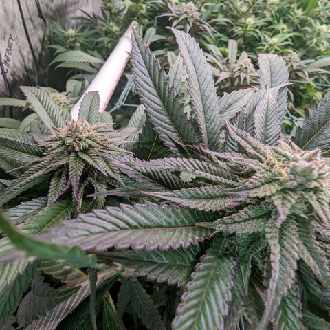 Mimosa Evo growlog photo: Day 32 Flower