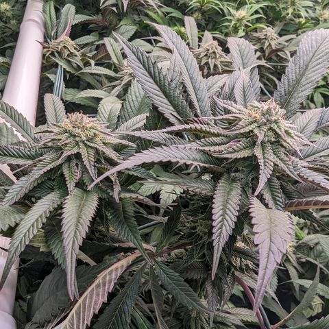 Mimosa Evo growlog photo: Day 32 Flower