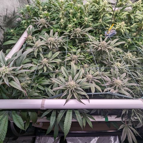 Mimosa Evo growlog photo: Day 32 Flower