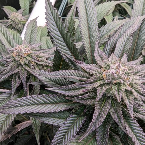 Mimosa Evo growlog photo: Day 35 Flower