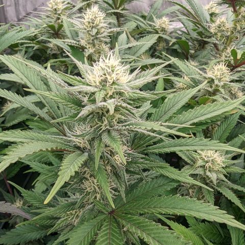Baked Bomb growlog photo: Day 35 Flower
