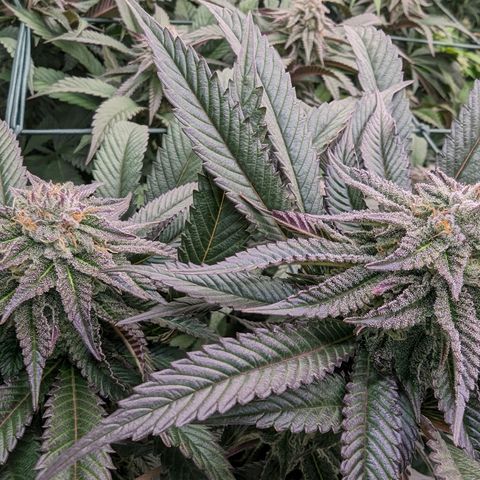 Mimosa Evo growlog photo: Day 35 Flower