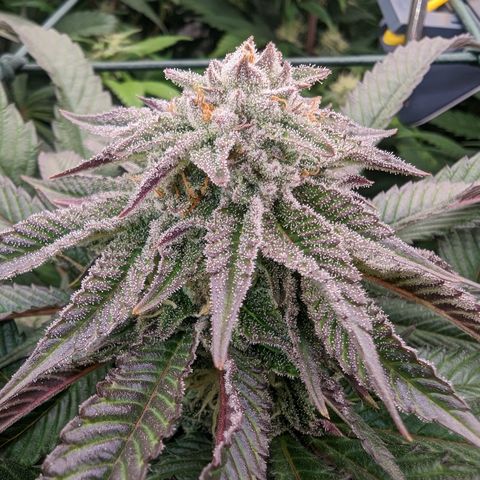 Mimosa Evo growlog photo: Day 35 Flower