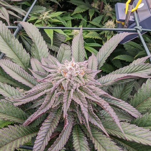 Mimosa Evo growlog photo: Day 35 Flower
