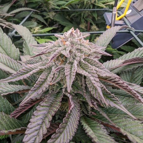 Mimosa Evo growlog photo: Day 35 Flower