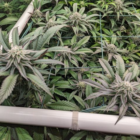 Mimosa Evo growlog photo: Day 37 Flower