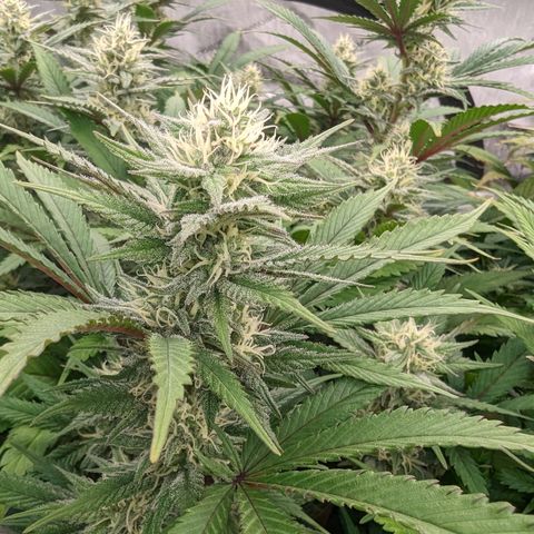 Baked Bomb growlog photo: Day 37 Flower