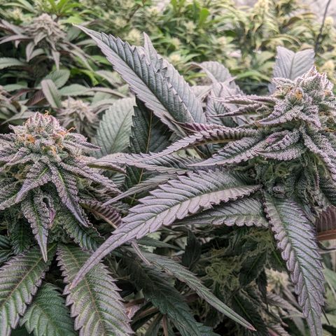 Mimosa Evo growlog photo: Day 37 Flower