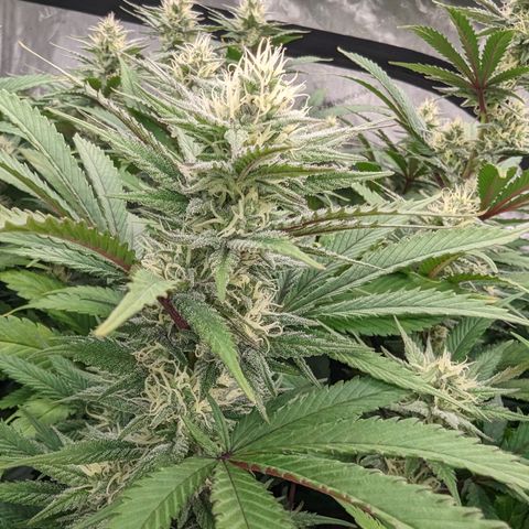 Baked Bomb growlog photo: Day 37 Flower