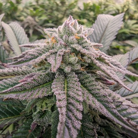 Mimosa Evo growlog photo: Day 37 Flower