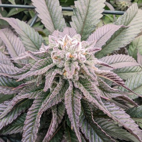 Mimosa Evo growlog photo: Day 37 Flower