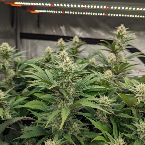 Baked Bomb growlog photo: Day 37 Flower