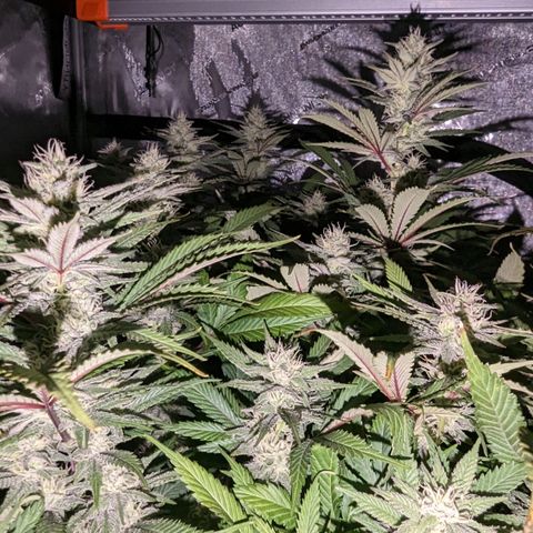 Baked Bomb growlog photo: Day 37 Flower 