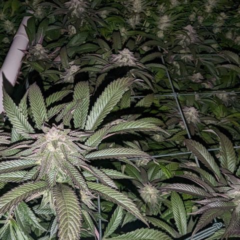 Mimosa Evo growlog photo: Day 37 Flower 