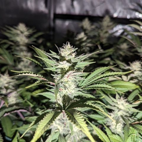 Baked Bomb growlog photo: Day 37 Flower 