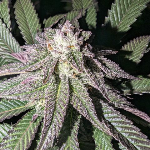 Mimosa Evo growlog photo: Day 37 Flower 