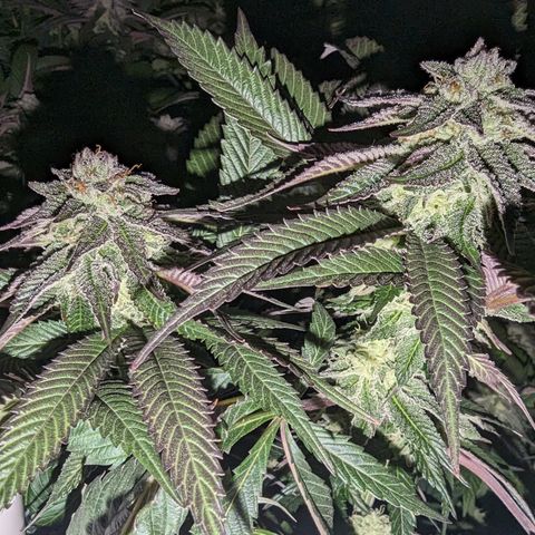 Mimosa Evo growlog photo: Day 37 Flower 