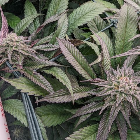 Mimosa Evo growlog photo: Day 39 Flower