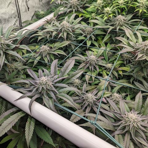 Mimosa Evo growlog photo: Day 39 Flower