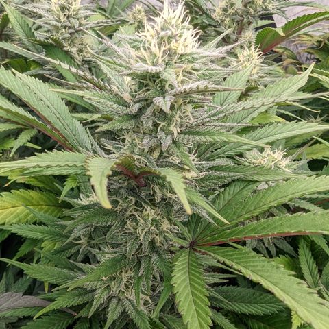 Baked Bomb growlog photo: Day 39 Flower 