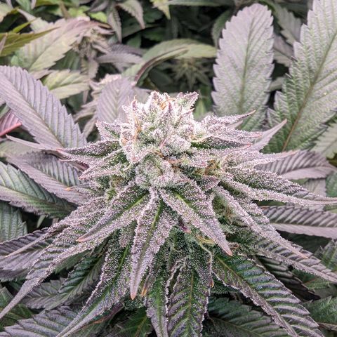 Mimosa Evo growlog photo: Day 39 Flower