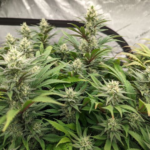 Baked Bomb growlog photo: Day 40 Flower