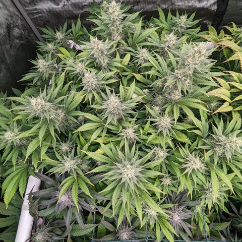 Baked Bomb growlog photo: Day 40 Flower