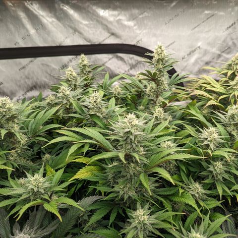 Baked Bomb growlog photo: Day 40 Flower