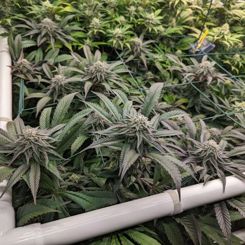 Mimosa Evo growlog photo: Day 40 Flower