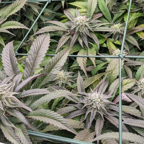 Mimosa Evo growlog photo: Day 40 Flower