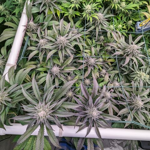 Mimosa Evo growlog photo: Day 40 Flower