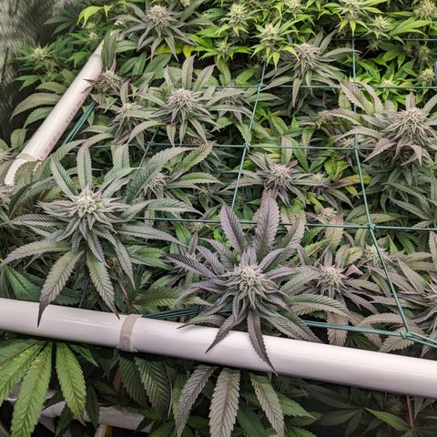 Mimosa Evo growlog photo: Day 40 Flower