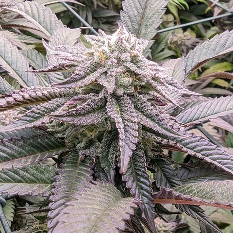 Mimosa Evo growlog photo: Day 40 Flower