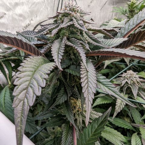 Mimosa Evo growlog photo: Day 40 Flower