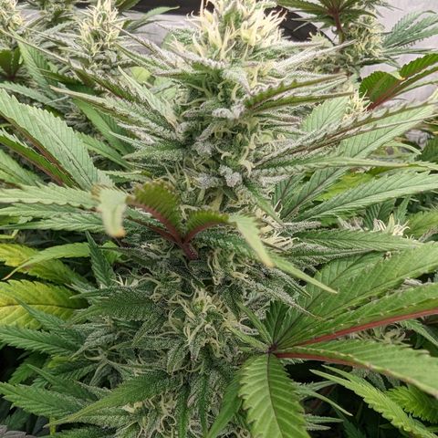Baked Bomb growlog photo: Day 40 Flower