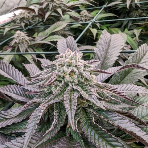Mimosa Evo growlog photo: Day 40 Flower
