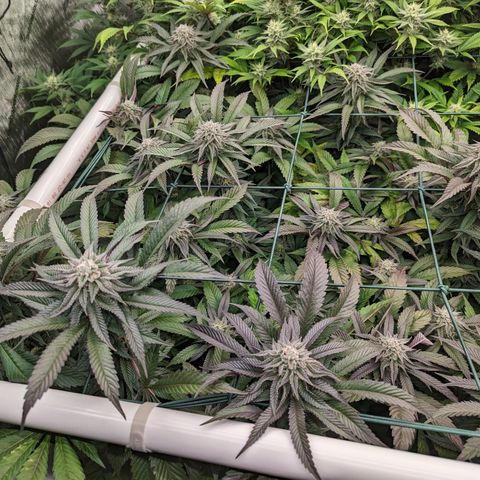 Mimosa Evo growlog photo: Day 40 Flower