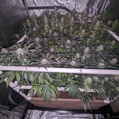 Mimosa Evo growlog timeline photo